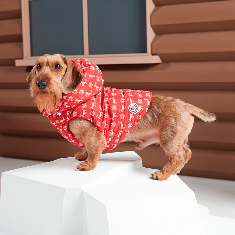 Moncler  Poldo Dog Couture      